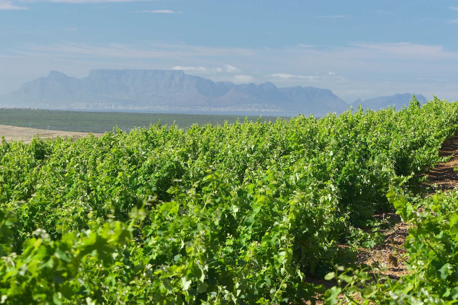 Darling Cellars