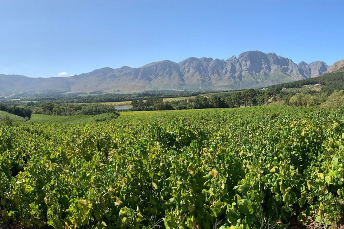 Old Road Wine Co