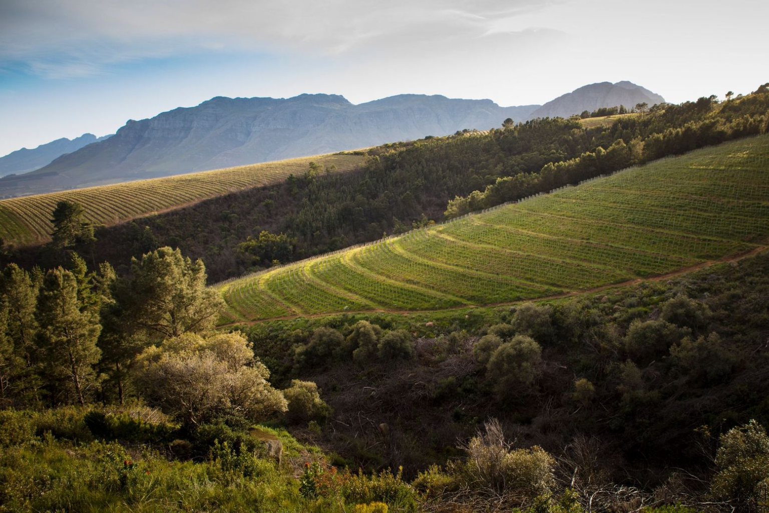 Uva Mira Mountain Vineyards